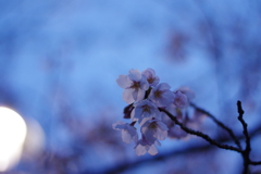 夜桜