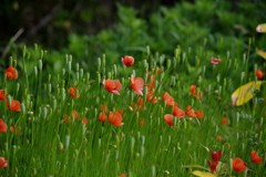 春 近所の公園で