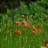春 近所の公園で