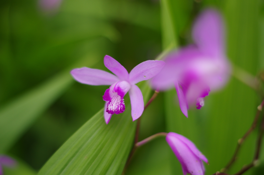 菖蒲