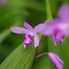 菖蒲