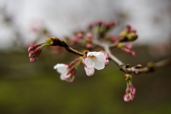 咲き始めの桜