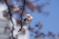 花見散歩