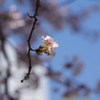 花見散歩