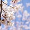 精進湖湖畔の桜