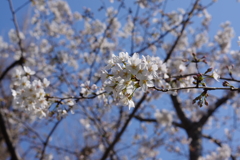日比谷公園