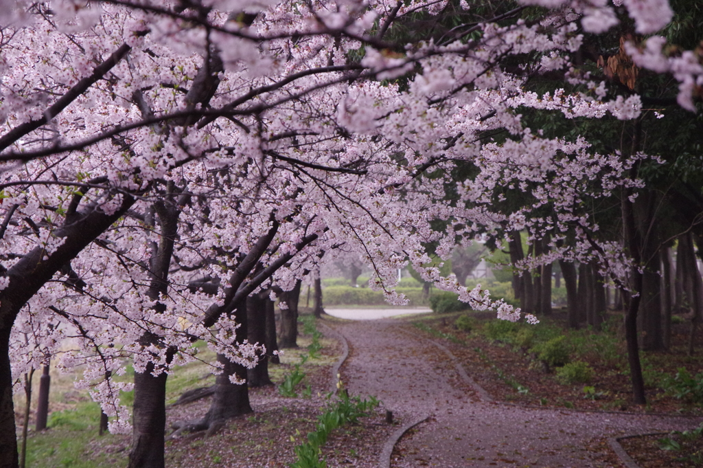 生憎の雨