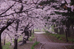生憎の雨