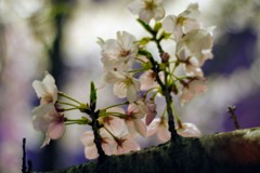 2019夜桜
