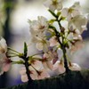 2019夜桜