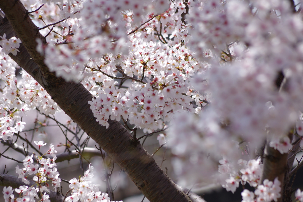 花見散歩