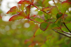 雨上がりの朝