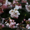 咲き初め