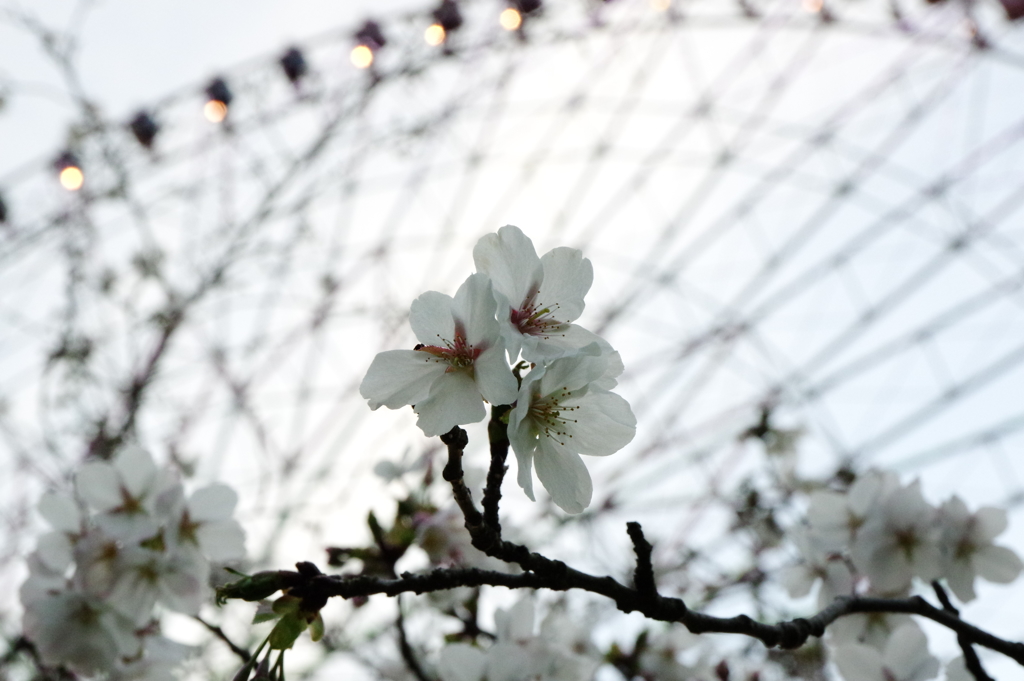観覧車と桜
