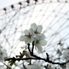 観覧車と桜