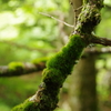 苔を纏う