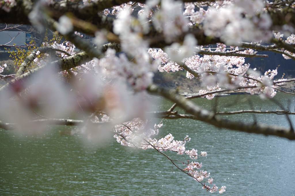 精進湖湖畔の桜