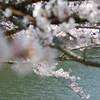 精進湖湖畔の桜