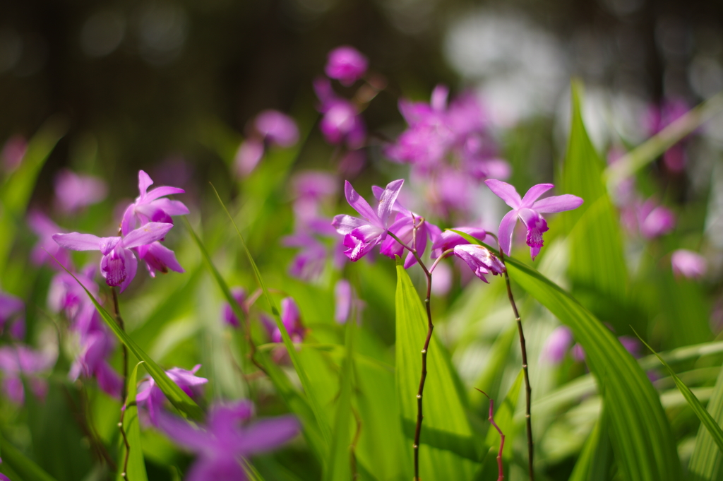 菖蒲