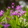 菖蒲