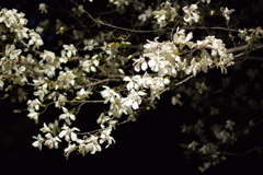 桜の横で