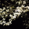 桜の横で
