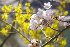 精進湖湖畔の桜