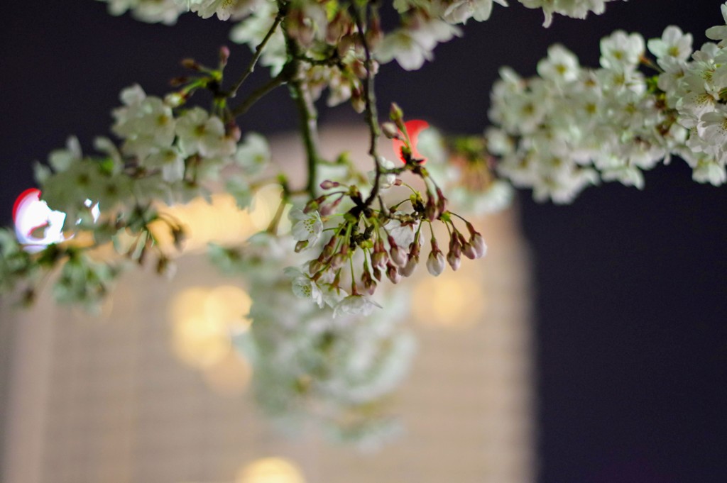2019夜桜
