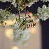2019夜桜