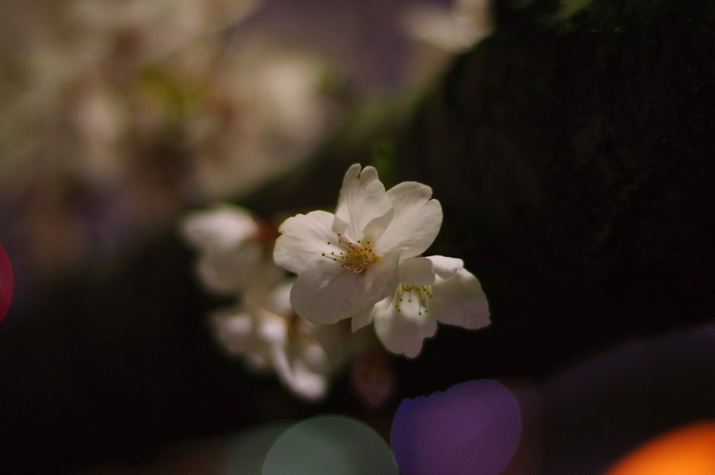 IMGP0051
