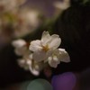 IMGP0051