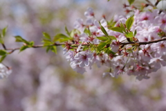 今年の桜も終盤