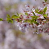 今年の桜も終盤