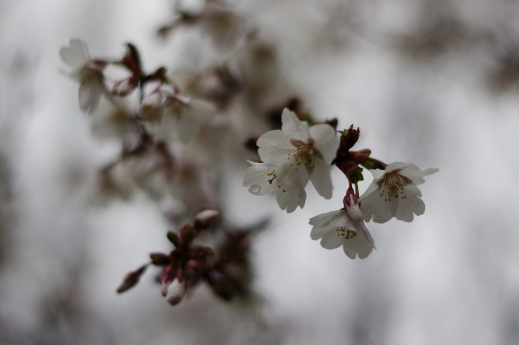 咲き始めの桜