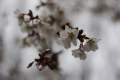 咲き始めの桜