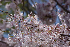 花見散歩
