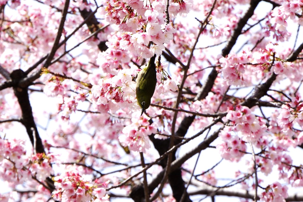日比谷公園の桜とメジロ