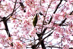 日比谷公園の桜とメジロ