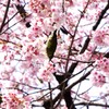 日比谷公園の桜とメジロ