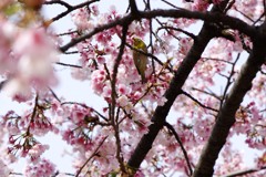 日比谷公園の桜とメジロ