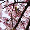 日比谷公園の桜とメジロ
