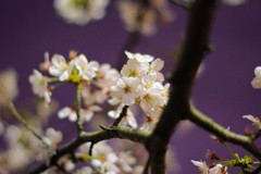 IMGP0019