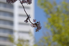 花見散歩