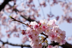 日比谷公園の桜