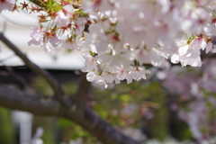 今年の桜も終盤