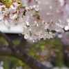 今年の桜も終盤