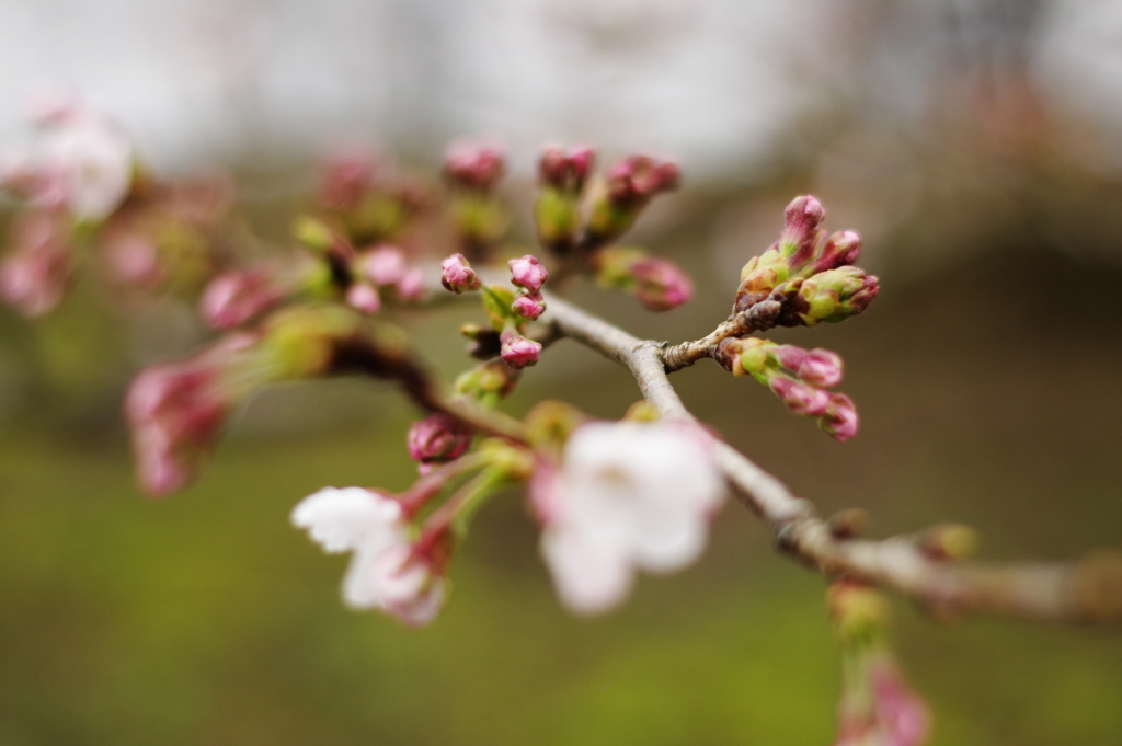 咲き始めの桜