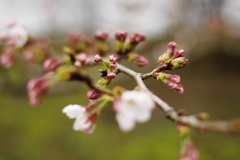 咲き始めの桜