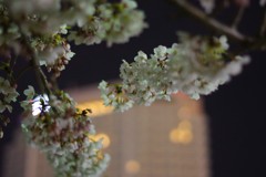 2019夜桜