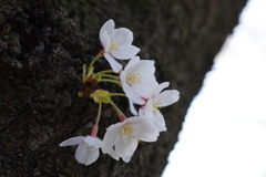 日比谷公園
